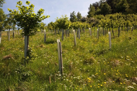 High Hirst Woodmeadow native trees
